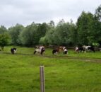 Are mineral deficiencies holding back your herd?