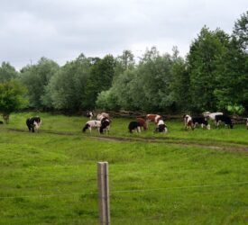 Are mineral deficiencies holding back your herd?