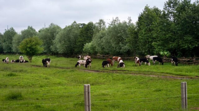 Are mineral deficiencies holding back your herd?