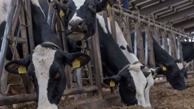 Are your cows meeting their energy requirements?