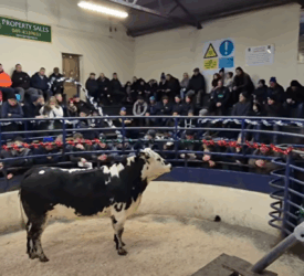 Movement restrictions on livestock to and from NI removed