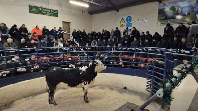 Movement restrictions on livestock to and from NI removed