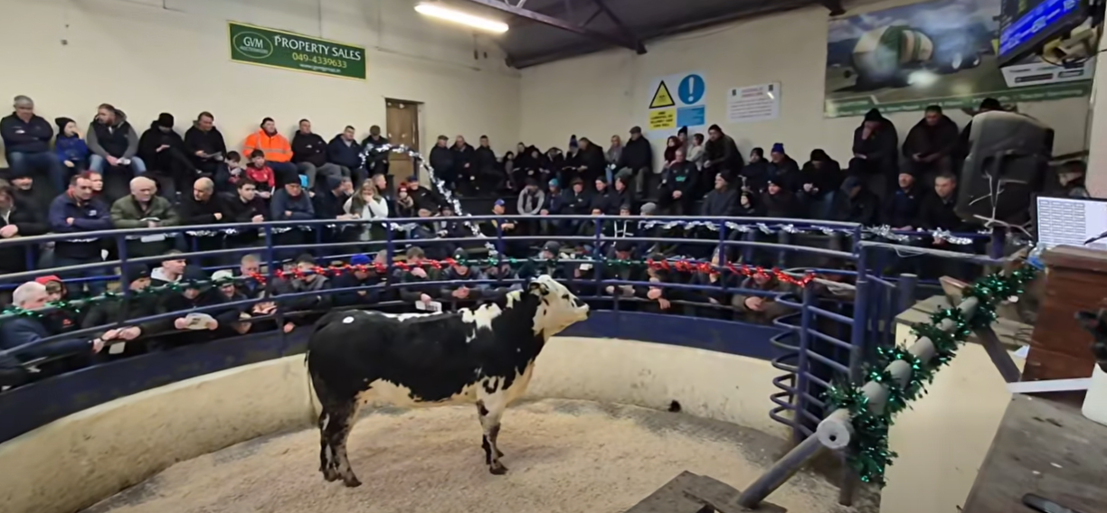 Movement restrictions on livestock to and from NI removed