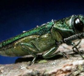 Study: New threat to GB ash trees could be stopped by land managers