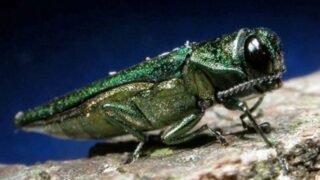 Study: New threat to GB ash trees could be stopped by land managers