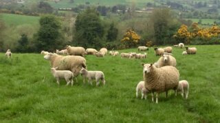 DAERA and UFU remind dog owners to protect livestock