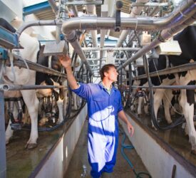 Why Dale Farm and Aurivo pulled the plug on merger talks