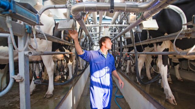 Why Dale Farm and Aurivo pulled the plug on merger talks