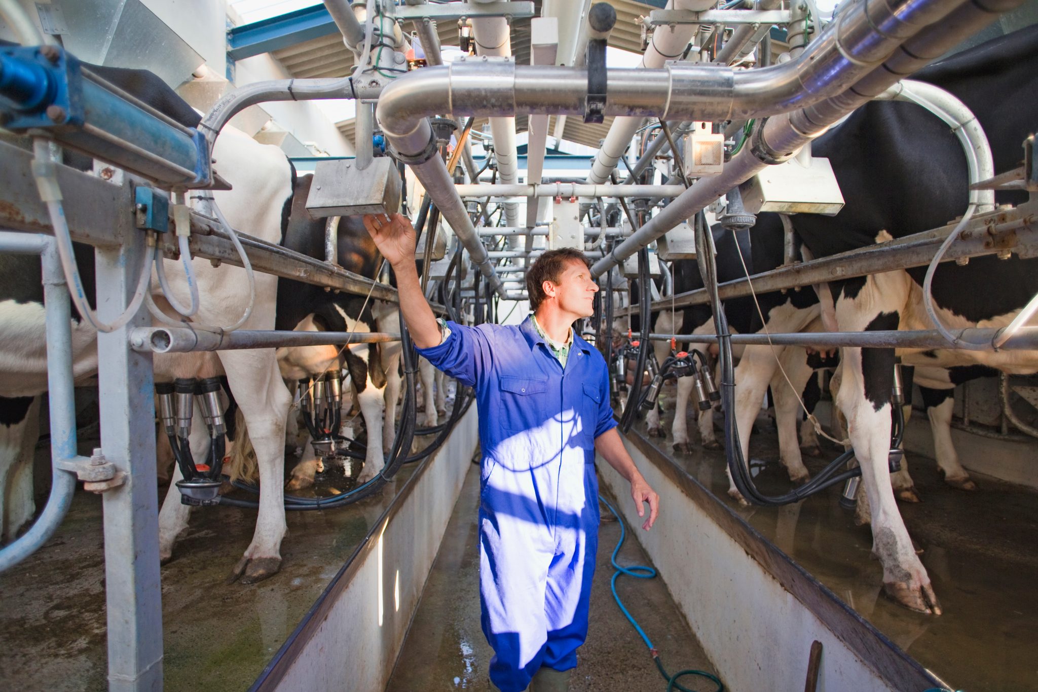 agriland.co.uk - Francess McDonnell - Why Dale Farm and Aurivo pulled the plug on merger talks