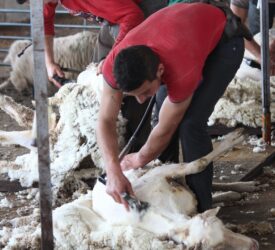 UK sheep sector facing ‘looming animal welfare crisis’ over lack of shearers