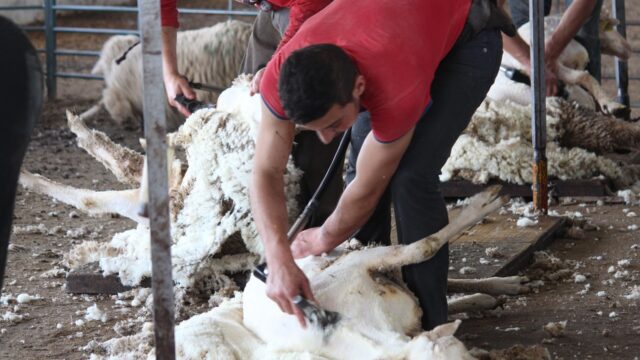 UK sheep sector facing ‘looming animal welfare crisis’ over lack of shearers