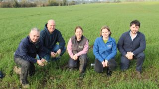 Winter wheat crops well advanced in Co. Down