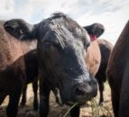 How are GB deadweight prices holding up this spring?