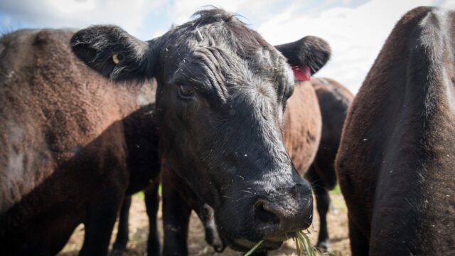 How are GB deadweight prices holding up this spring?