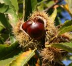 Outbreak of sweet chestnut blight confirmed in Devon