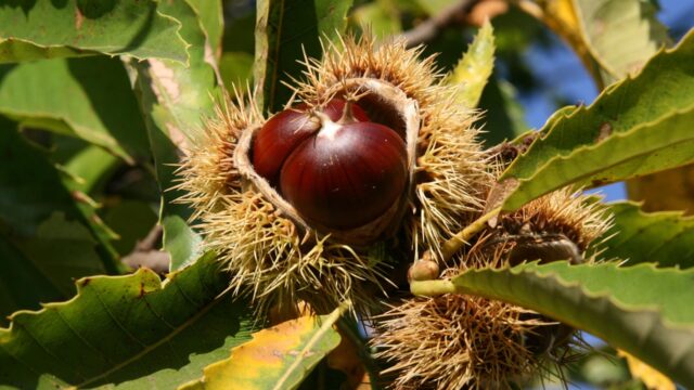 Outbreak of sweet chestnut blight confirmed in Devon