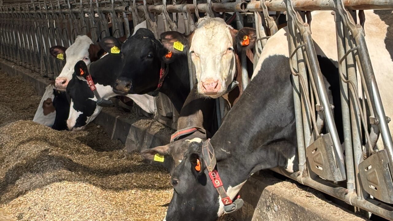 Muir commends ‘cutting-edge research’ during trip to Dutch dairy farm