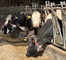 Muir commends ‘cutting-edge research’ during trip to Dutch dairy farm