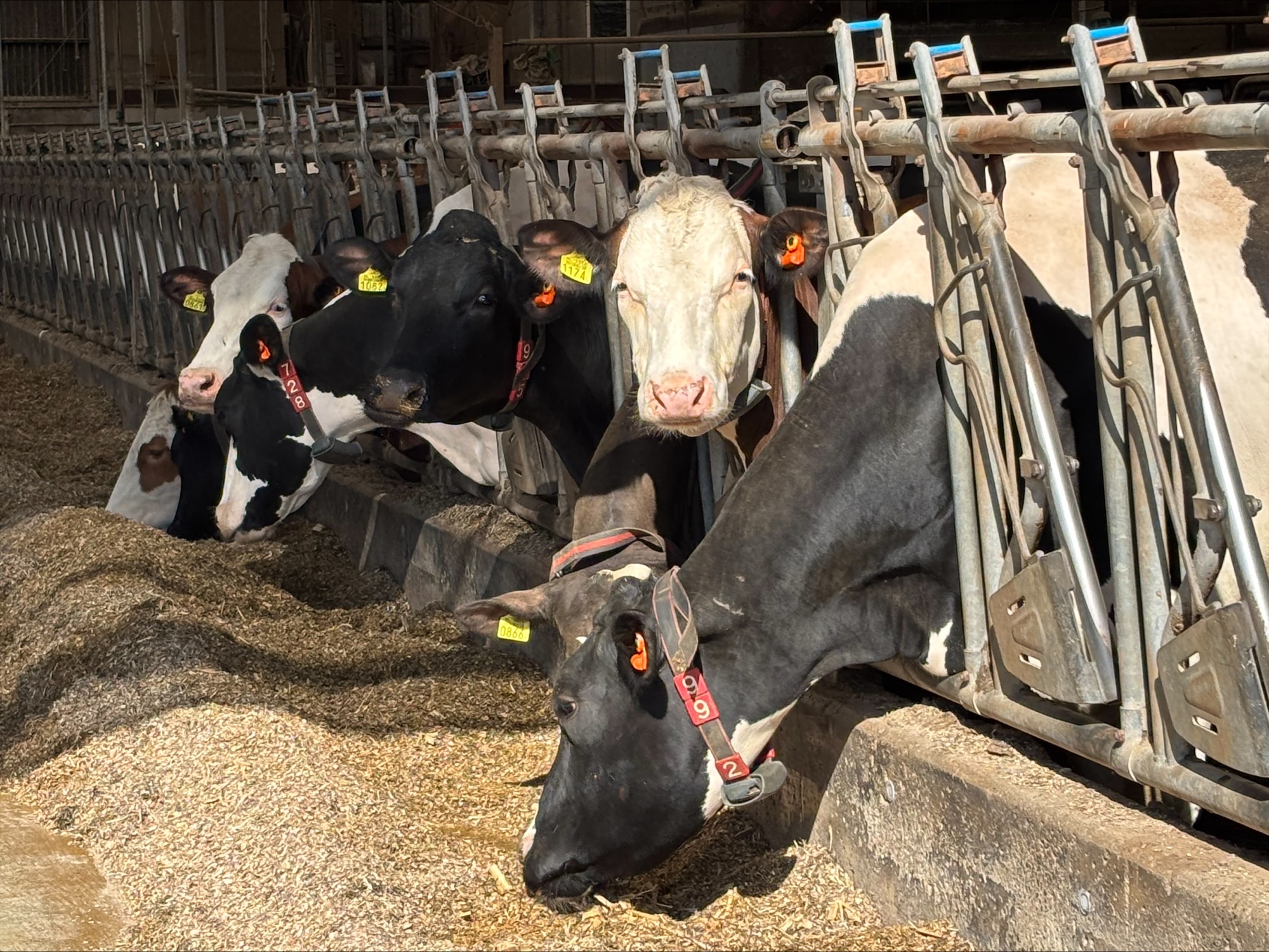 agriland.co.uk - Kathleen O'Sullivan - Muir commends 'cutting-edge research' during trip to Dutch dairy farm