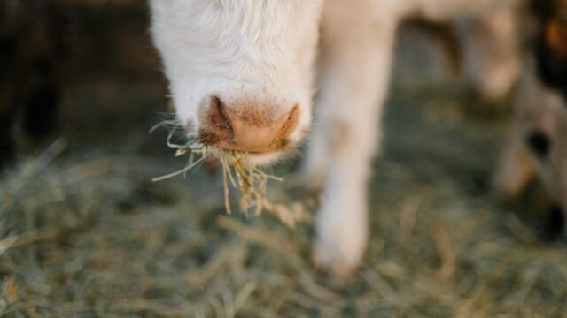 NI brucellosis compensation rates for April confirmed