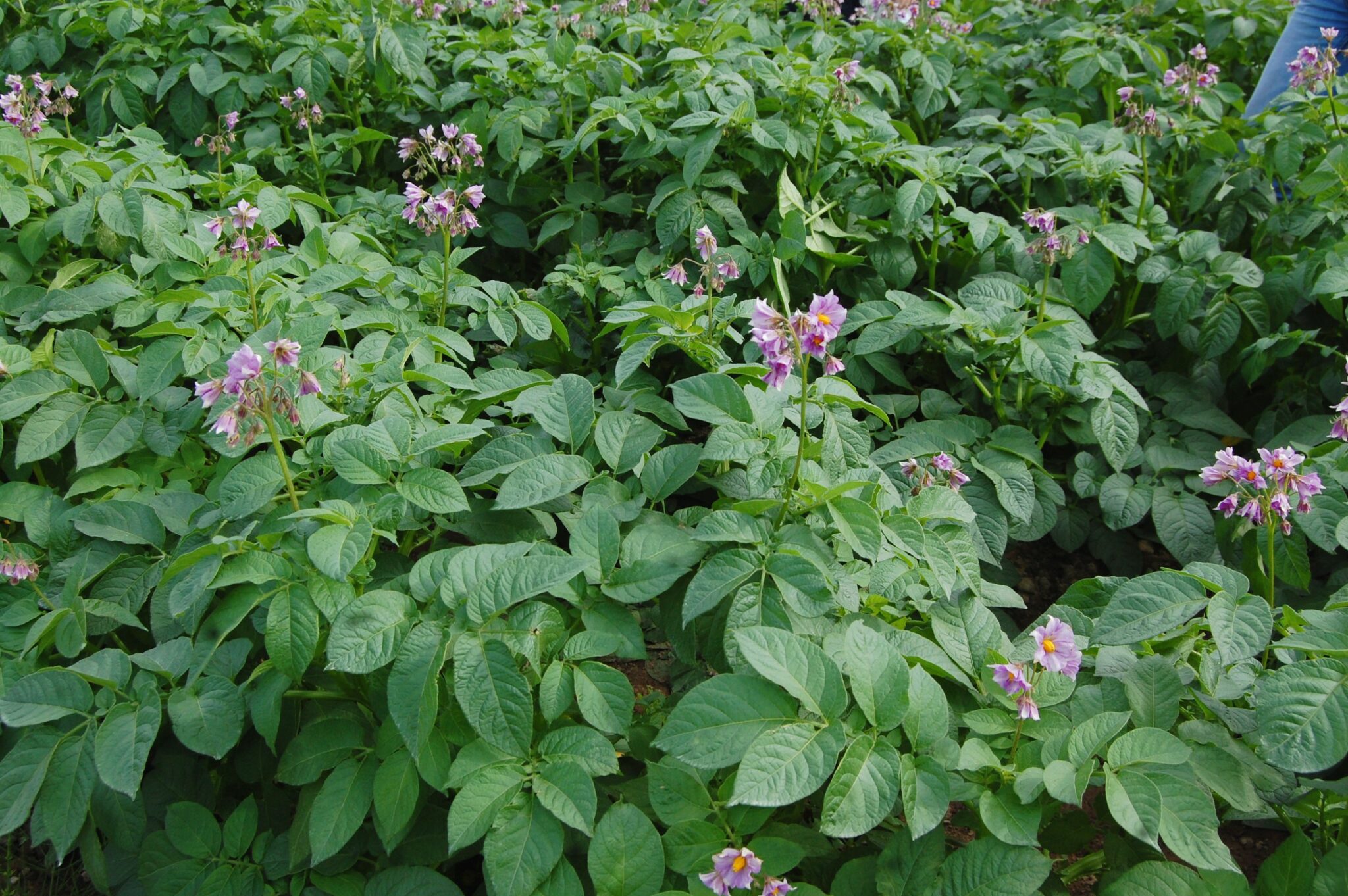 agriland.co.uk - Richard Halleron - PDA publishes new potato crop nutrition advisory leaflet