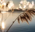 DAERA extends deadline for conservation council applications