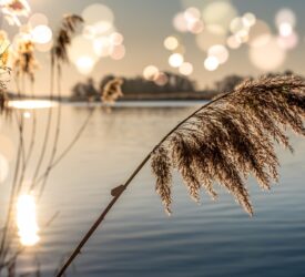 DAERA extends deadline for conservation council applications