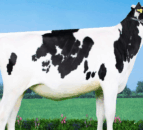 NI farm pays £10,000 at Global Connection Sale