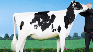 NI farm pays £10,000 at Global Connection Sale