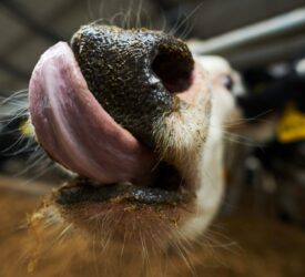 UFU ‘cautiously welcomes’ lifting of bluetongue movement restrictions