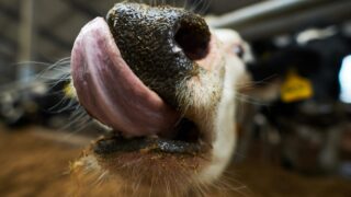 UFU ‘cautiously welcomes’ lifting of bluetongue movement restrictions