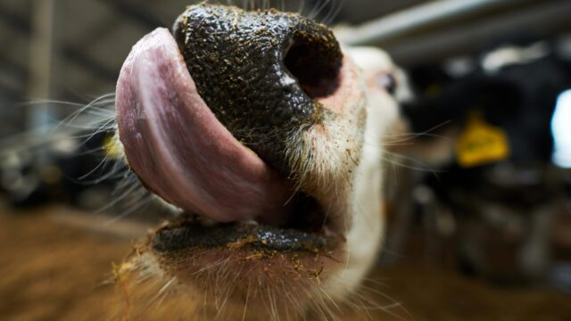 UFU ‘cautiously welcomes’ lifting of bluetongue movement restrictions