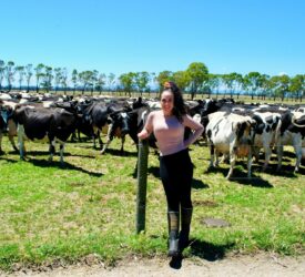 End of dairy era as Melbourne’s last dairy farm sells up