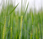 AHDB to launch new web-based BYDV management tool