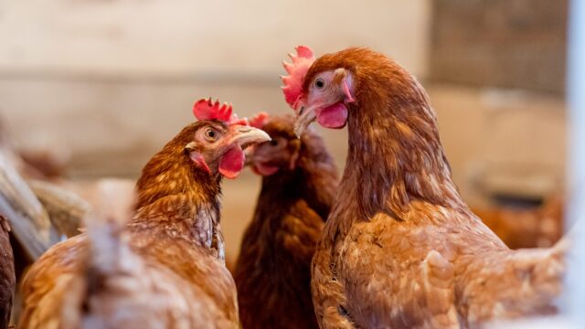 How sperm storage could be the key to poultry fertility