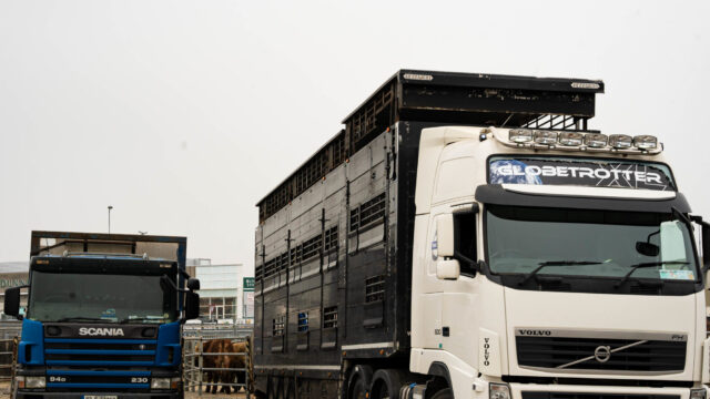 Over 15,000 ROI cattle sent to NI for direct slaughter in 2025