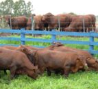 Brazilian cattle breeders trialling feed efficiency in Santa Gertrudis breed