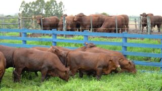 Brazilian cattle breeders trialling feed efficiency in Santa Gertrudis breed