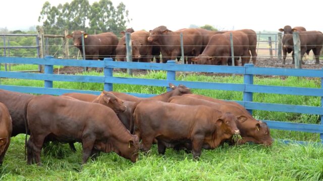 Brazilian cattle breeders trialling feed efficiency in Santa Gertrudis breed