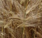 Why do winter barley crops continue to disappoint?