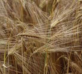 Why do winter barley crops continue to disappoint?