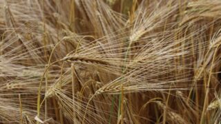 Why do winter barley crops continue to disappoint?