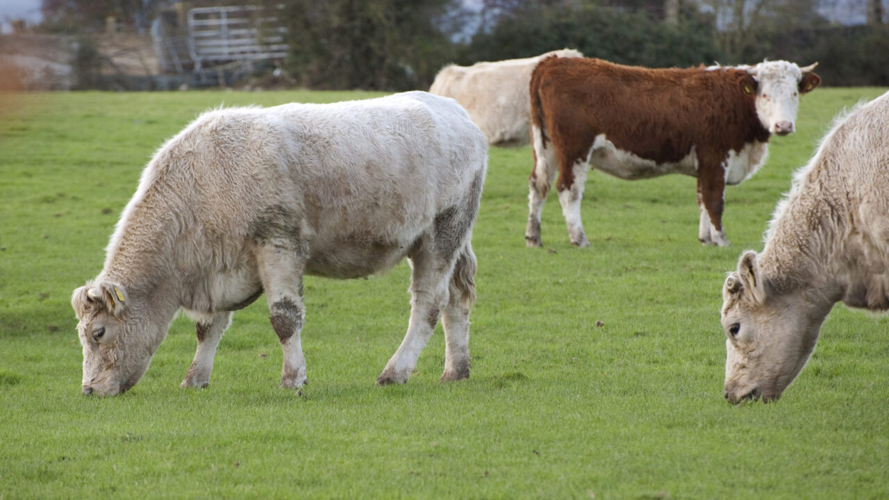 Small NI beef farms acutely exposed to bTB testing costs – report