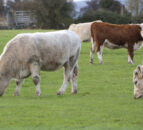 Small NI beef farms acutely exposed to bTB testing costs – report