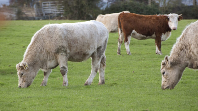 Small NI beef farms acutely exposed to bTB testing costs – report