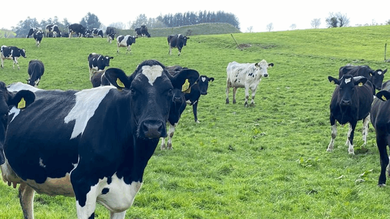 Limiting the drop in milk fat during spring grazing