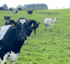 Limiting the drop in milk fat during spring grazing