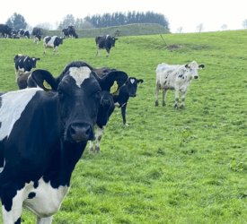 Limiting the drop in milk fat during spring grazing