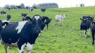 Limiting the drop in milk fat during spring grazing