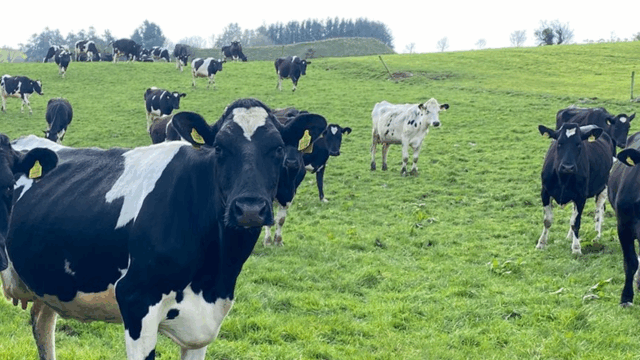 Limiting the drop in milk fat during spring grazing